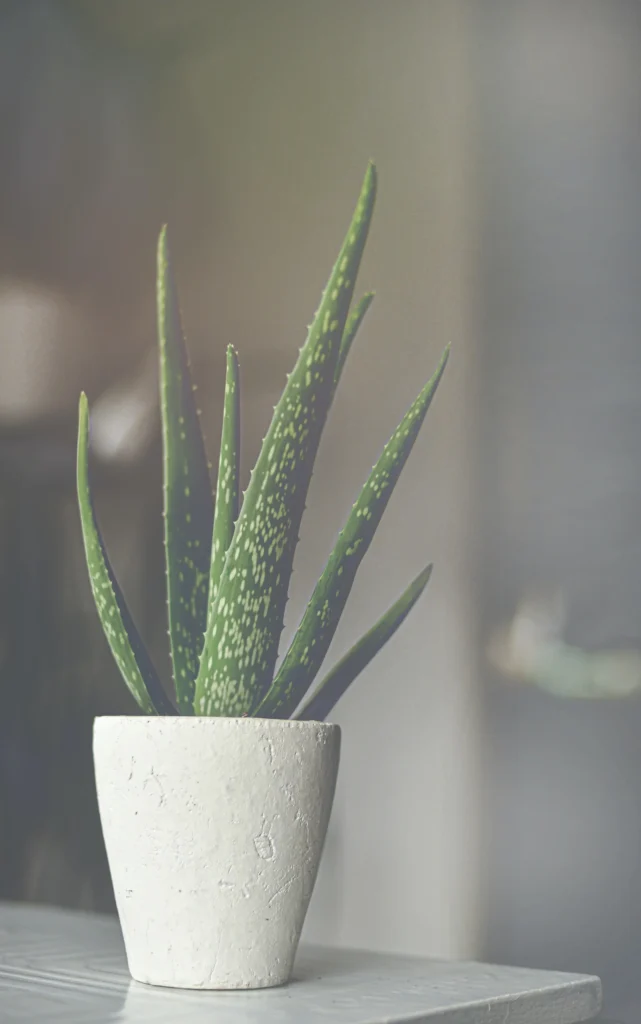 aloe-vera-blogs-on-interior-design